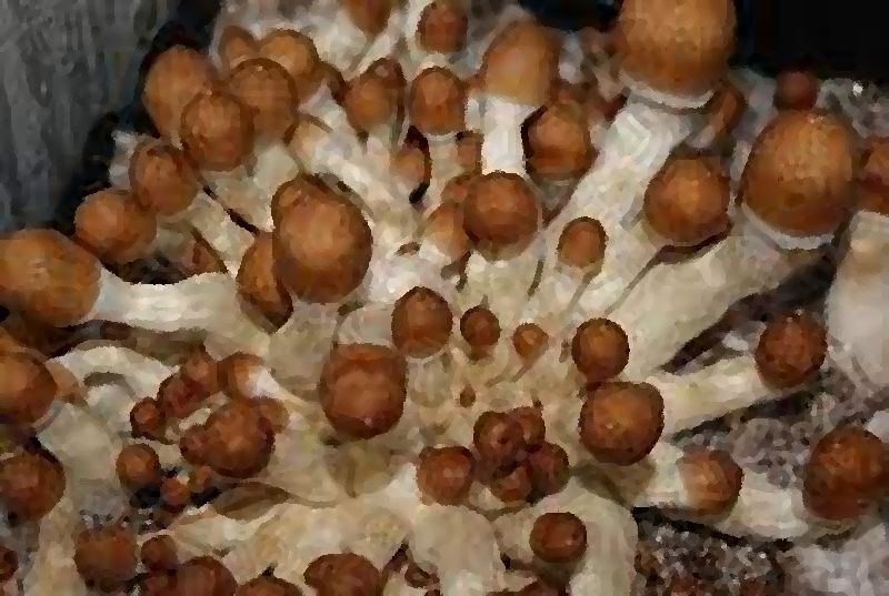 Texas PE mushroom information