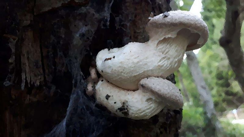 Veiled oyster mushroom mushroom information