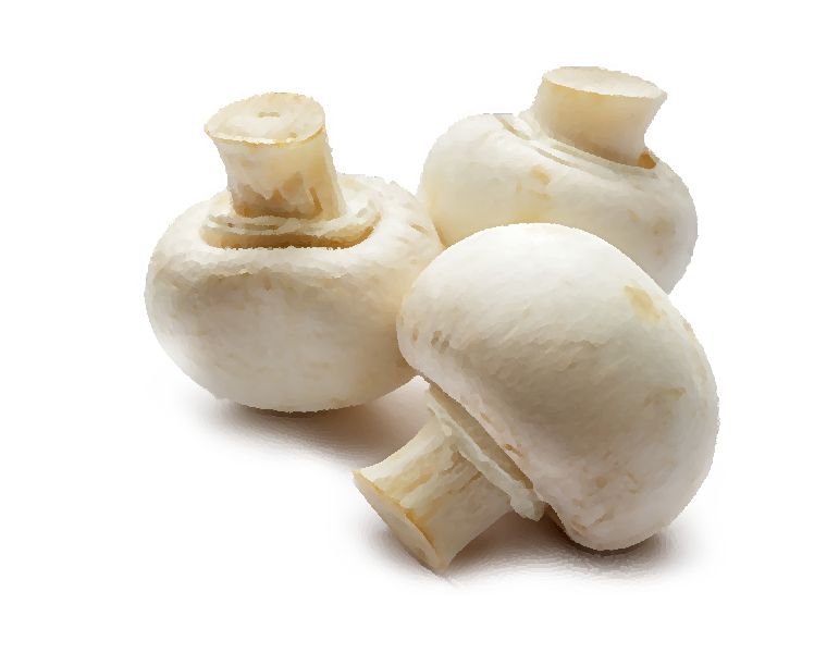 White Button Agaricus Bisporus mushroom information