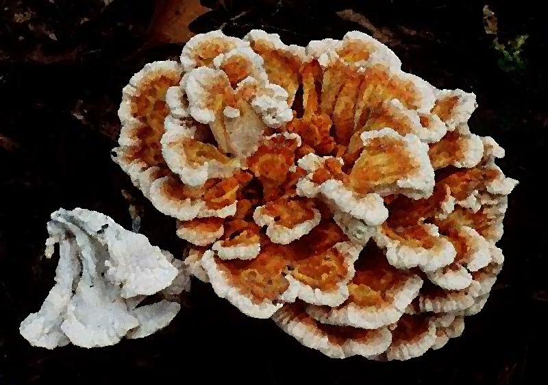 White Pored Chicken of the Woods mushroom information