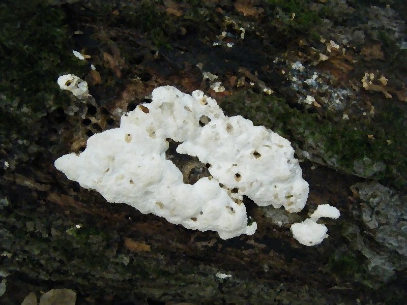 White Rot Fungus mushroom information