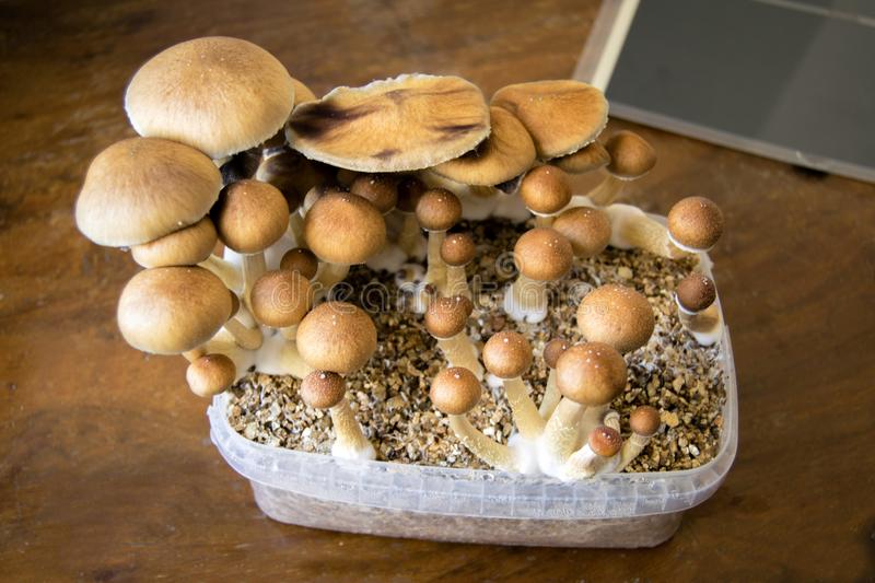 magic mushroom grow at home