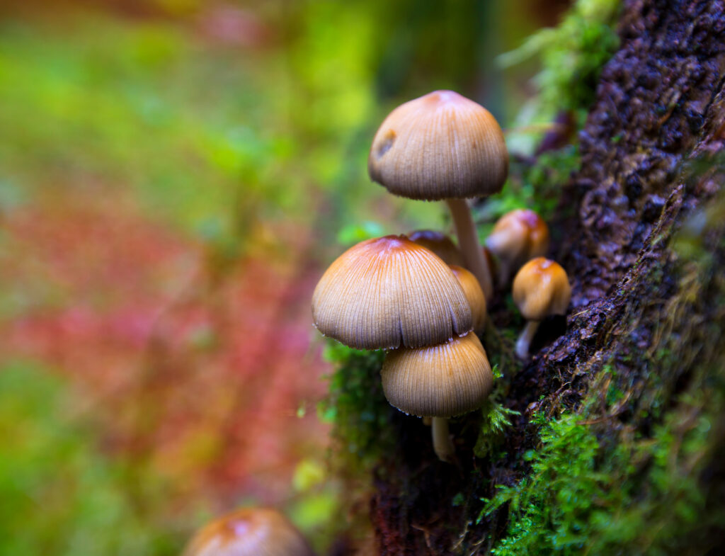 Psilocybe mushrooms in a beech tree trunk at Irati Pyrenees