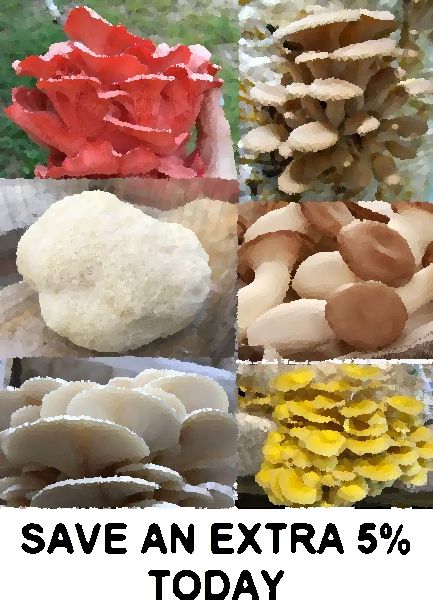 mushroom cultures for sale mushroom information