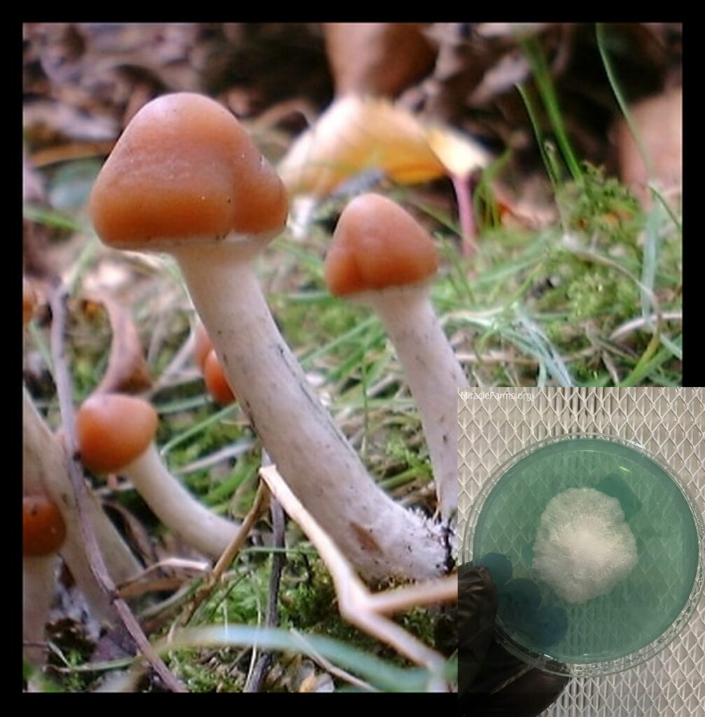Psilocybe azurescens worlds strongest mahic mushroom Psilocybe azurescens is a species of psychedelic mushroom that contains the compounds psilocybin and psilocin sold here today