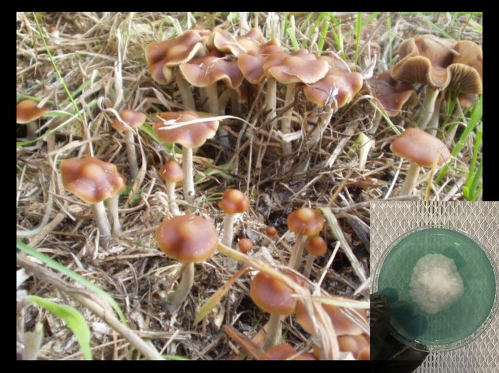 Psilocybe cyanescens worlds strongest mahic mushroom Psilocybe azurescens is a species of psychedelic mushroom that contains the compounds psilocybin and psilocin sold here today