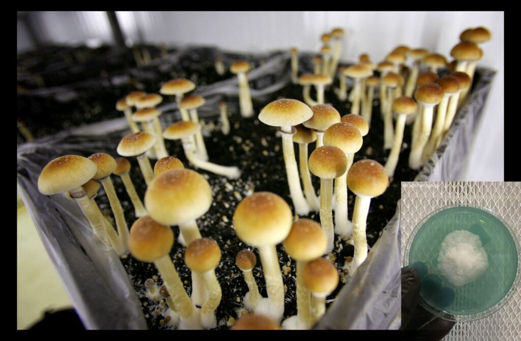 mushroom hmed p
