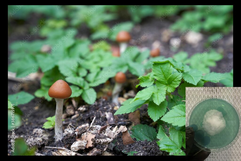 F URDkGaQjqBuAcpHSlHHkqSfq worlds strongest mahic mushroom Psilocybe azurescens is a species of psychedelic mushroom that contains the compounds psilocybin and psilocin sold here today