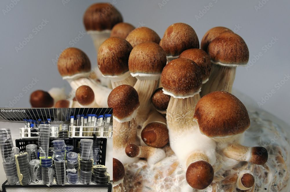 F NmKZKNauLGeGgSxDPuKsRqnuDb Golden Teacher Psilocybe cubensis Psychedelic mushroom Golden cap mushroom Psilocybin Psilocin spores