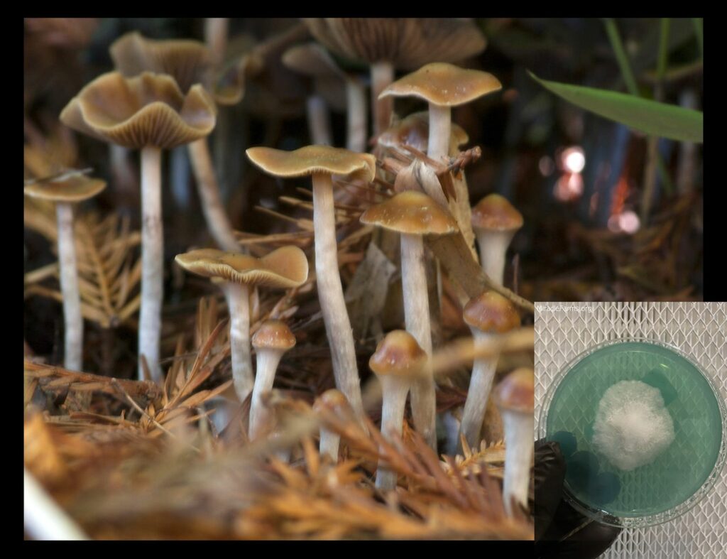 fc b worlds strongest mahic mushroom Psilocybe azurescens is a species of psychedelic mushroom that contains the compounds psilocybin and psilocin sold here today