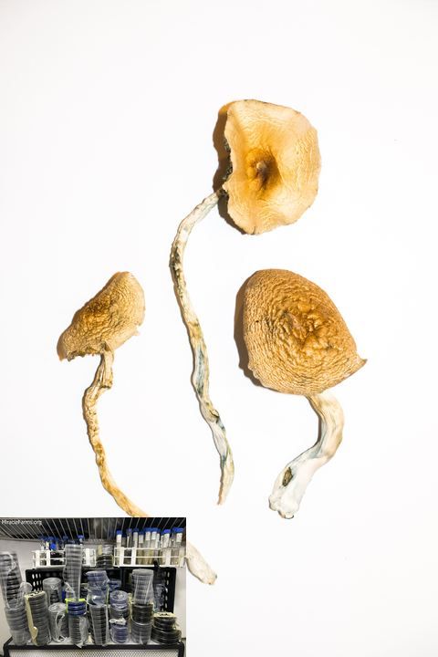 Golden Teacher Psilocybe cubensis Psychedelic mushroom Golden cap mushroom Psilocybin Psilocin spores
