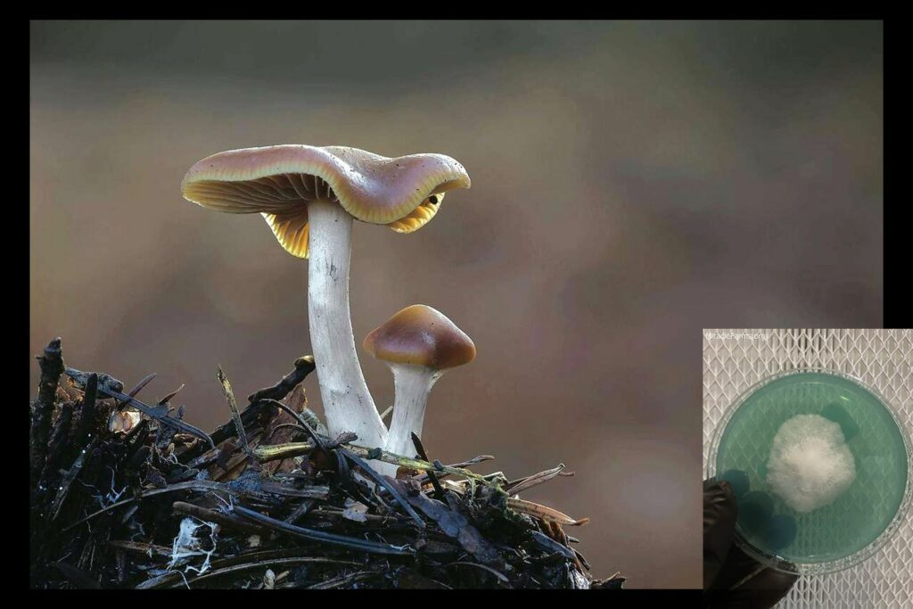 x worlds strongest mahic mushroom Psilocybe azurescens is a species of psychedelic mushroom that contains the compounds psilocybin and psilocin sold here today