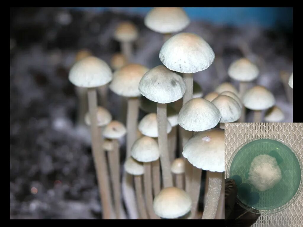 px pancyan worlds strongest mahic mushroom Psilocybe azurescens is a species of psychedelic mushroom that contains the compounds psilocybin and psilocin sold here today