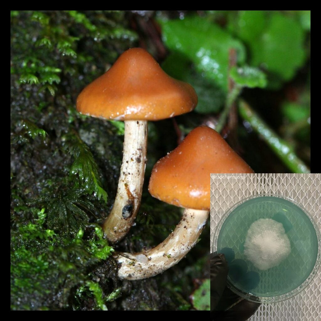 cfc cf a aaedfa x worlds strongest mahic mushroom Psilocybe azurescens is a species of psychedelic mushroom that contains the compounds psilocybin and psilocin sold here today