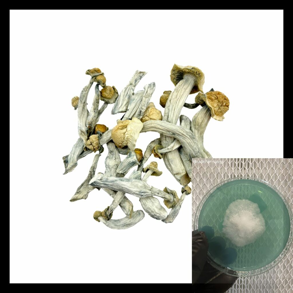 Penis envy Psilocybe Cubensis Psychedelic Psilocybin Mushroom cultivation Spore syringe Mycology Magic mushrooms