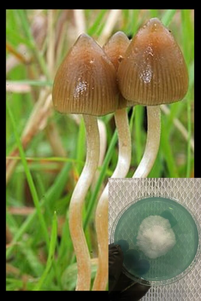 px Psilocybe semilanceata Alan worlds strongest mahic mushroom Psilocybe azurescens is a species of psychedelic mushroom that contains the compounds psilocybin and psilocin sold here today