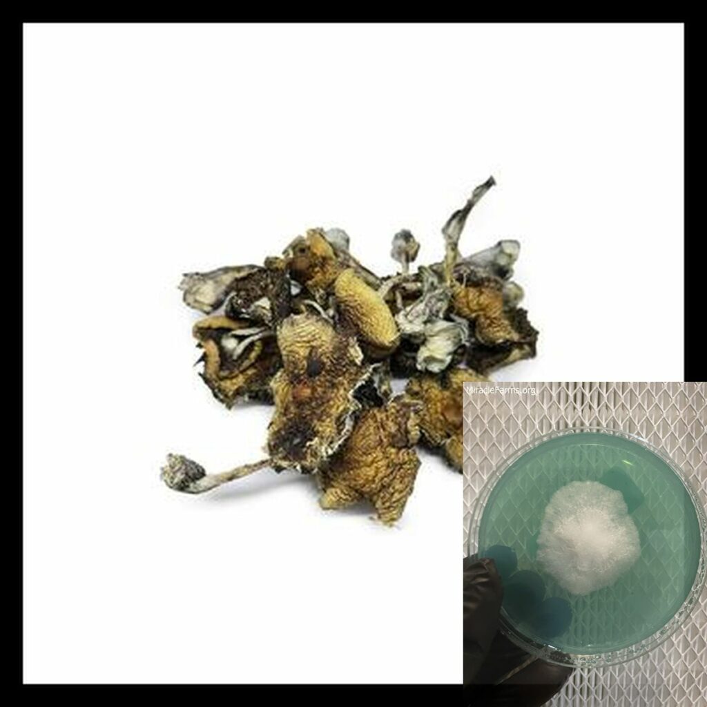 ebcedfcfce d worlds strongest mahic mushroom Psilocybe azurescens is a species of psychedelic mushroom that contains the compounds psilocybin and psilocin sold here today