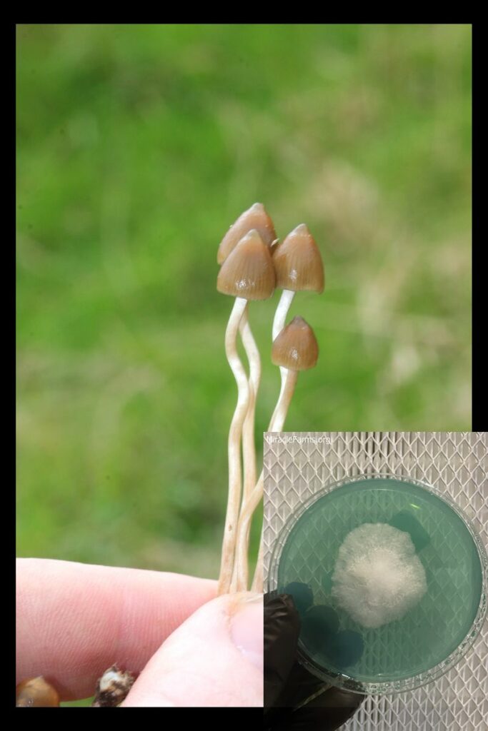 worlds strongest mahic mushroom Psilocybe azurescens is a species of psychedelic mushroom that contains the compounds psilocybin and psilocin sold here today