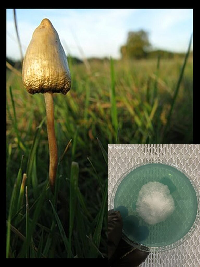 px Psilocybe semilanceata mushroom in field worlds strongest mahic mushroom Psilocybe azurescens is a species of psychedelic mushroom that contains the compounds psilocybin and psilocin sold here today