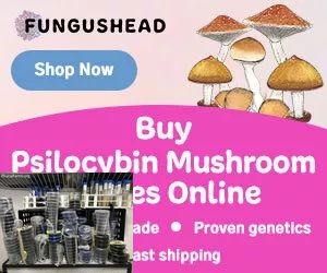 x v Golden Teacher Psilocybe cubensis Psychedelic mushroom Golden cap mushroom Psilocybin Psilocin spores