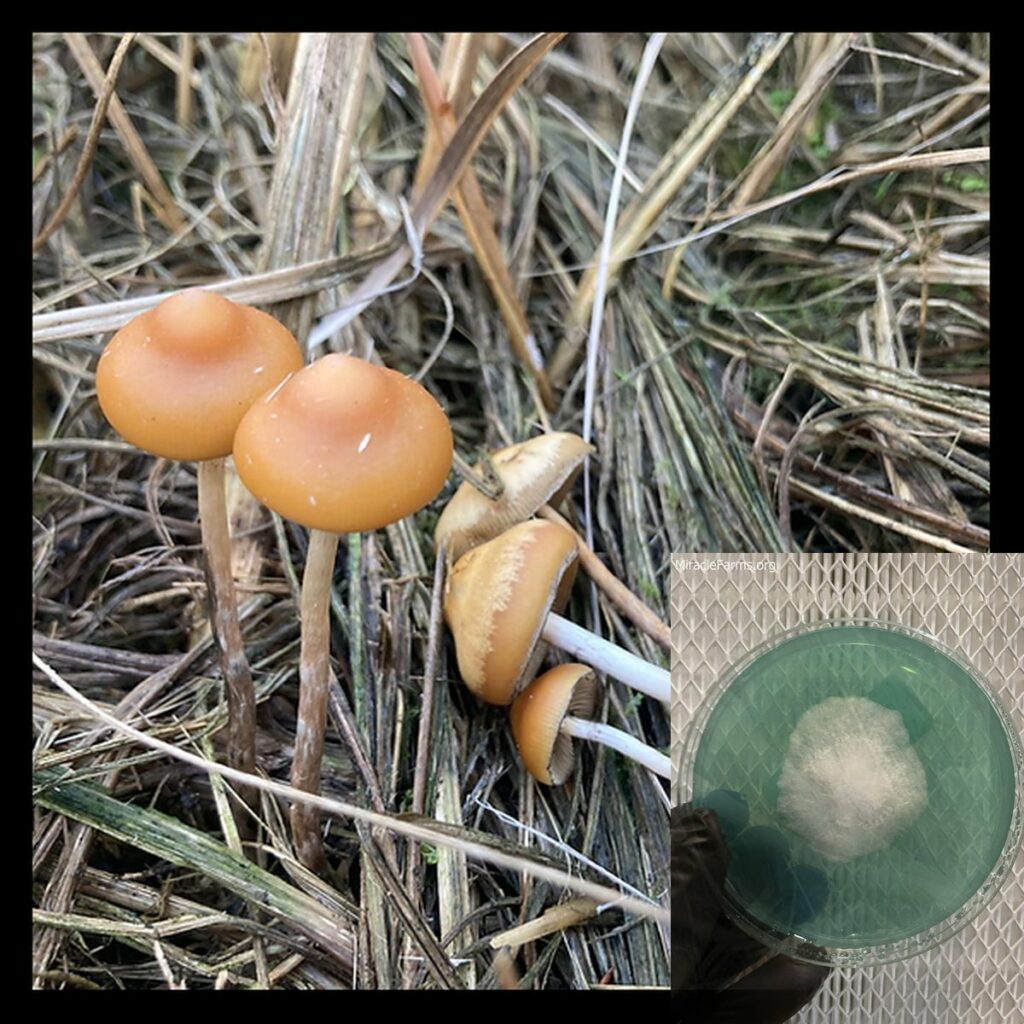 cef cadcecbefec~mv worlds strongest mahic mushroom Psilocybe azurescens is a species of psychedelic mushroom that contains the compounds psilocybin and psilocin sold here today
