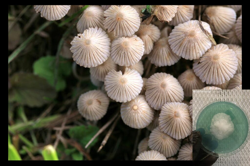 F SjubYXlNgElMCzNLAylOANlyGG worlds strongest mahic mushroom Psilocybe azurescens is a species of psychedelic mushroom that contains the compounds psilocybin and psilocin sold here today