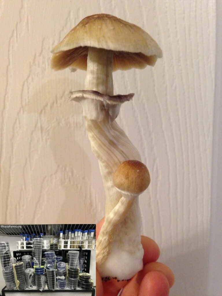 eaeacebbdacb Golden Teacher Psilocybe cubensis Psychedelic mushroom Golden cap mushroom Psilocybin Psilocin spores