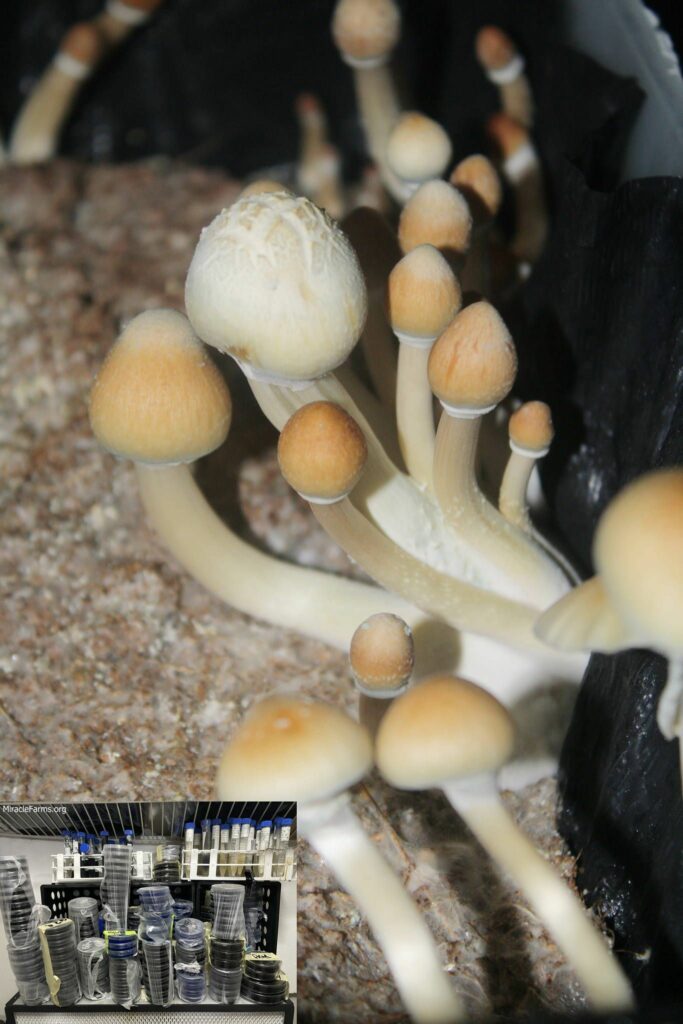 albino Golden Teacher Psilocybe cubensis Psychedelic mushroom Golden cap mushroom Psilocybin Psilocin spores