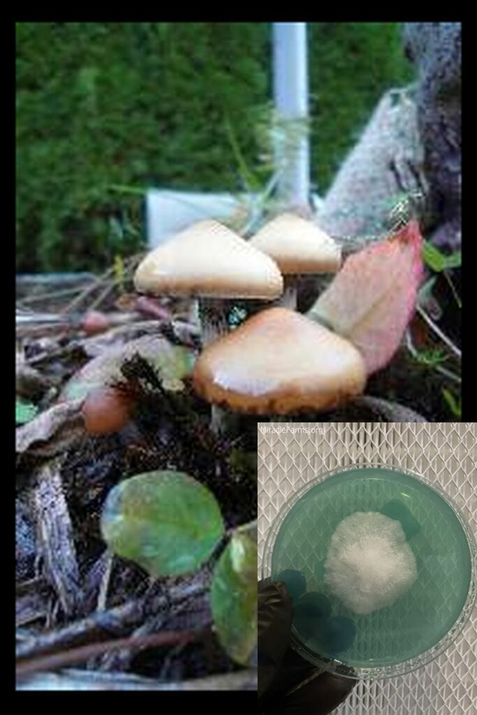 tn worlds strongest mahic mushroom Psilocybe azurescens is a species of psychedelic mushroom that contains the compounds psilocybin and psilocin sold here today