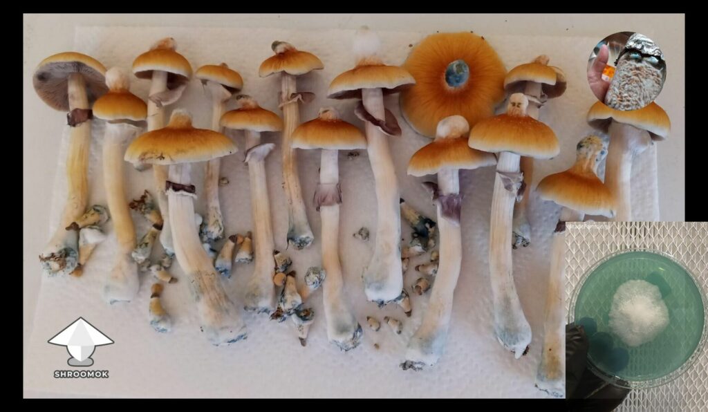 funny mushroom caps by mycelia p worlds strongest mahic mushroom Psilocybe azurescens is a species of psychedelic mushroom that contains the compounds psilocybin and psilocin sold here today