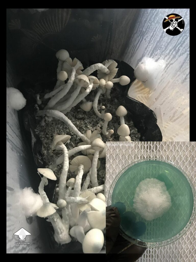 jack frost magic mushrooms fruiting by messy
