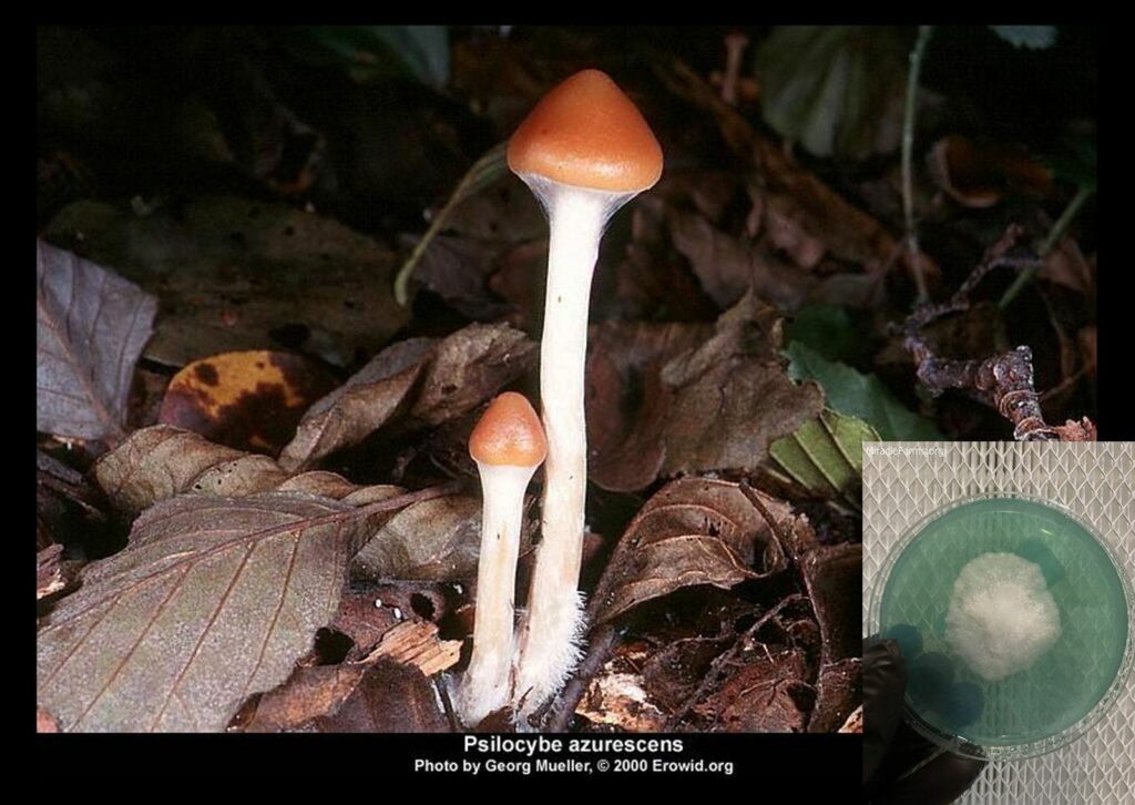 cadccdacddcd fungi mushrooms worlds strongest mahic mushroom Psilocybe azurescens is a species of psychedelic mushroom that contains the compounds psilocybin and psilocin sold here today