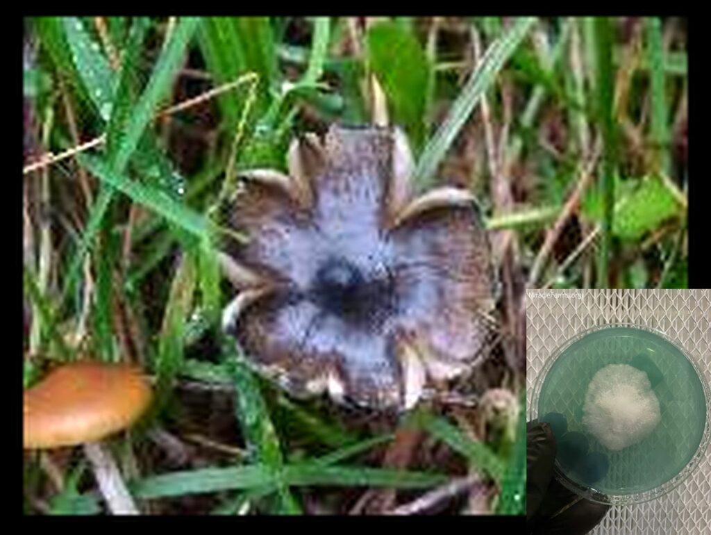 tn worlds strongest mahic mushroom Psilocybe azurescens is a species of psychedelic mushroom that contains the compounds psilocybin and psilocin sold here today