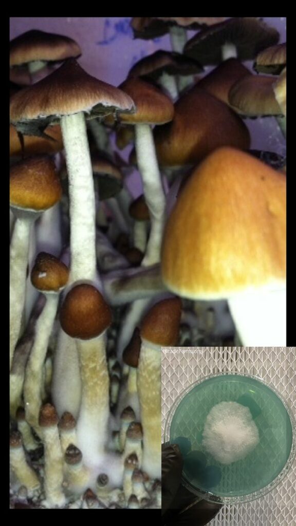 dbddc e ef dc jumbox ImportedfromLakana worlds strongest mahic mushroom Psilocybe azurescens is a species of psychedelic mushroom that contains the compounds psilocybin and psilocin sold here today