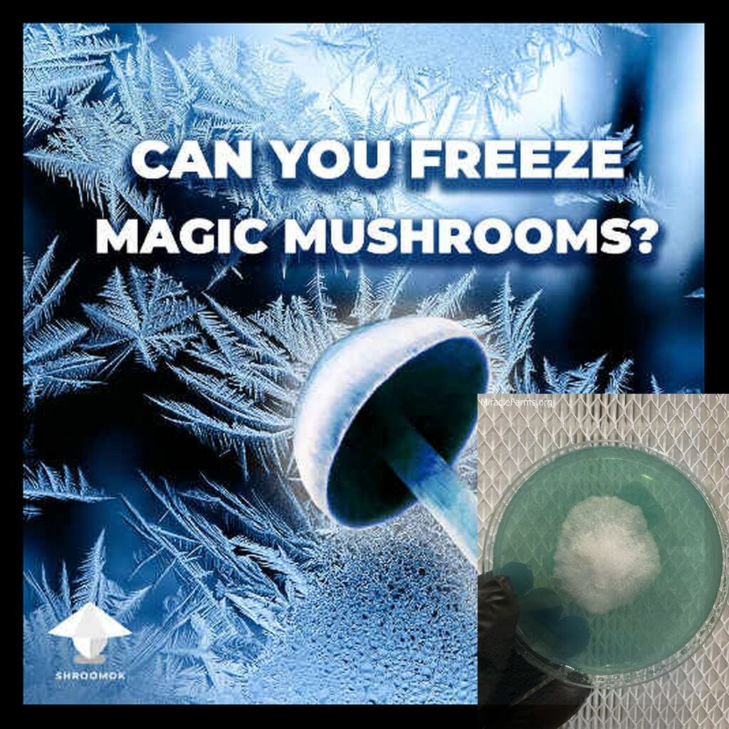 Can you freeze magic mushrooms