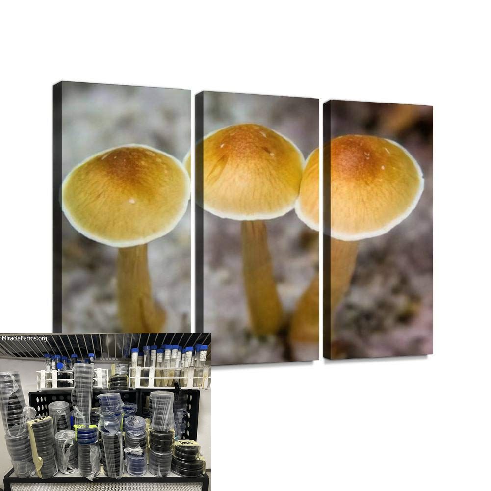 PinQL Golden Teacher Psilocybe cubensis Psychedelic mushroom Golden cap mushroom Psilocybin Psilocin spores