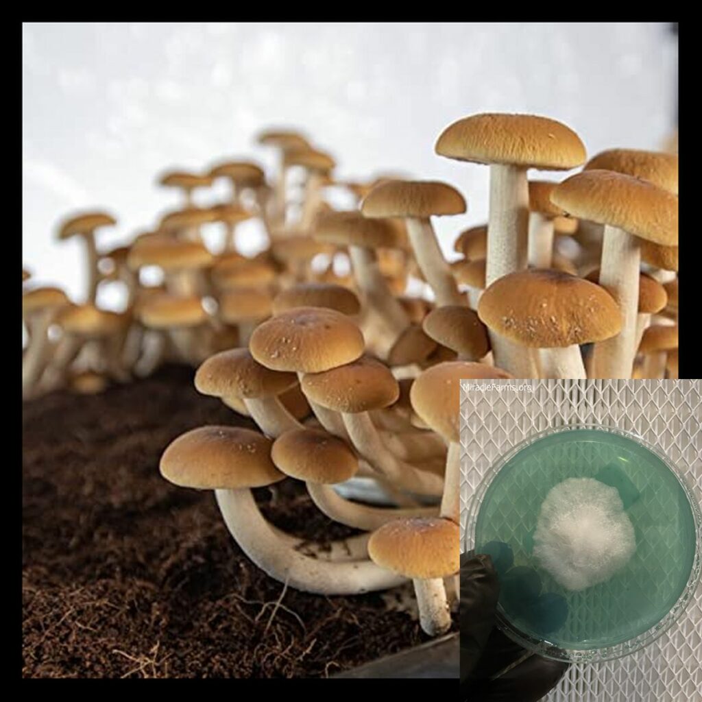 GHxiyQL x worlds strongest mahic mushroom Psilocybe azurescens is a species of psychedelic mushroom that contains the compounds psilocybin and psilocin sold here today