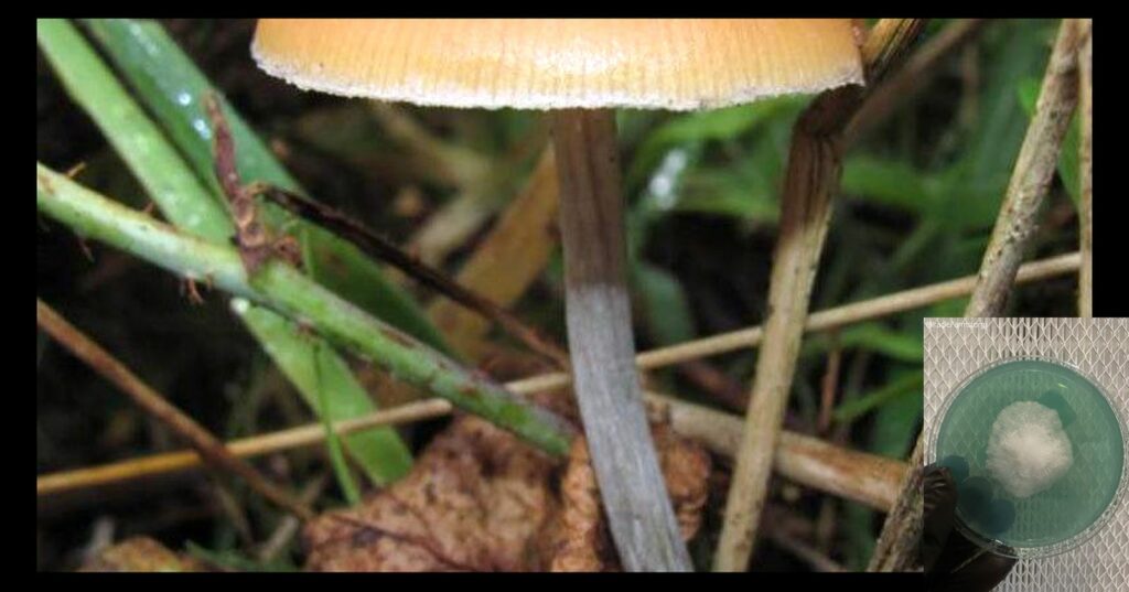 bfaebba image worlds strongest mahic mushroom Psilocybe azurescens is a species of psychedelic mushroom that contains the compounds psilocybin and psilocin sold here today