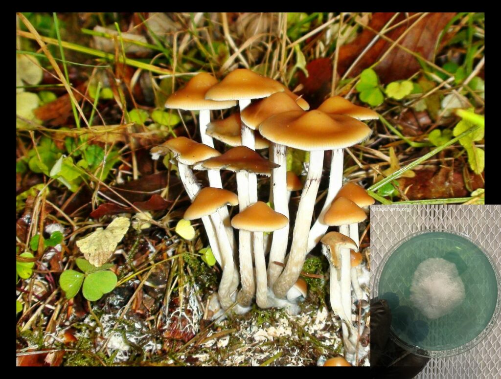 otFwE worlds strongest mahic mushroom Psilocybe azurescens is a species of psychedelic mushroom that contains the compounds psilocybin and psilocin sold here today