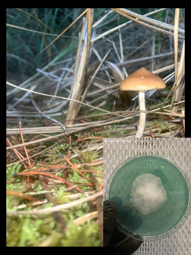 ccbac hires worlds strongest mahic mushroom Psilocybe azurescens is a species of psychedelic mushroom that contains the compounds psilocybin and psilocin sold here today