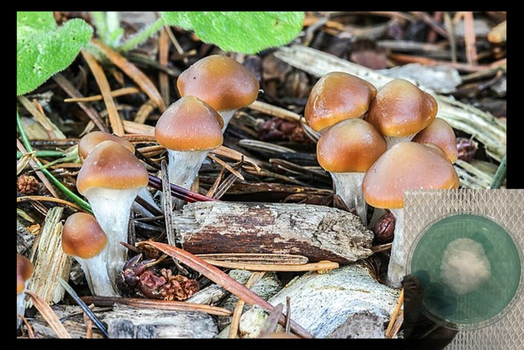 px Psilocybe cyanescens Wakef worlds strongest mahic mushroom Psilocybe azurescens is a species of psychedelic mushroom that contains the compounds psilocybin and psilocin sold here today