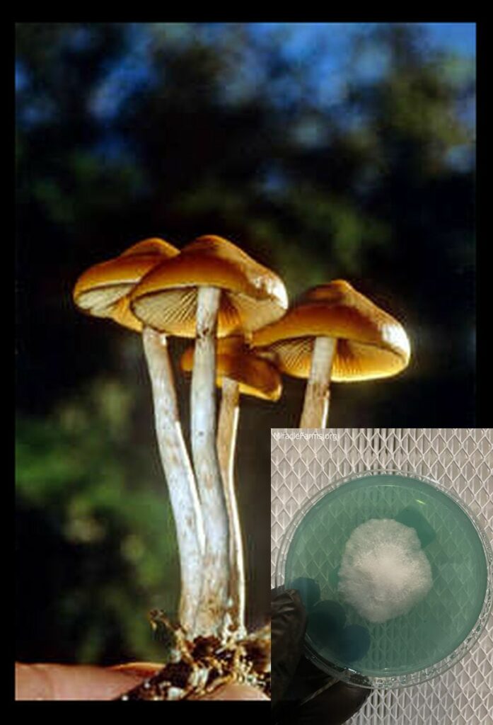 x worlds strongest mahic mushroom Psilocybe azurescens is a species of psychedelic mushroom that contains the compounds psilocybin and psilocin sold here today