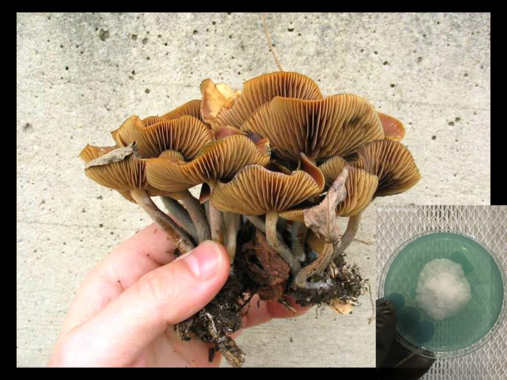 canon worlds strongest mahic mushroom Psilocybe azurescens is a species of psychedelic mushroom that contains the compounds psilocybin and psilocin sold here today