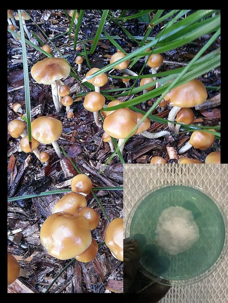 px Psilocybe cyanescens worlds strongest mahic mushroom Psilocybe azurescens is a species of psychedelic mushroom that contains the compounds psilocybin and psilocin sold here today