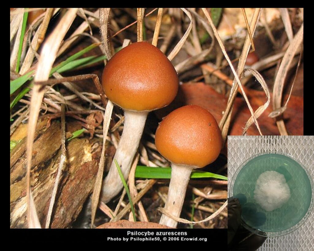 fadaaccdf worlds strongest mahic mushroom Psilocybe azurescens is a species of psychedelic mushroom that contains the compounds psilocybin and psilocin sold here today