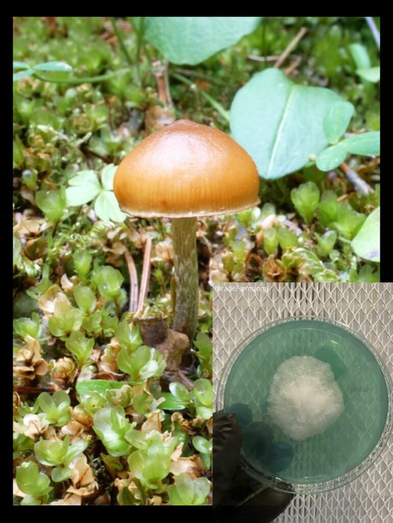 vJBwWRnznhZhbkuQ P worlds strongest mahic mushroom Psilocybe azurescens is a species of psychedelic mushroom that contains the compounds psilocybin and psilocin sold here today