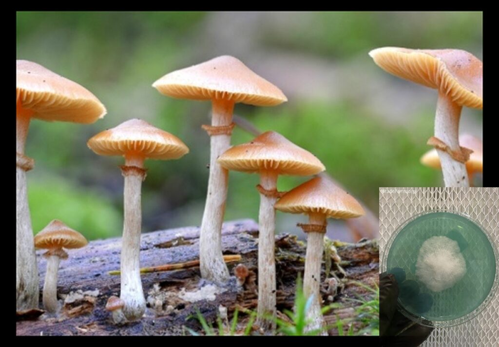 Jack Frost mushroom strain buy spore now