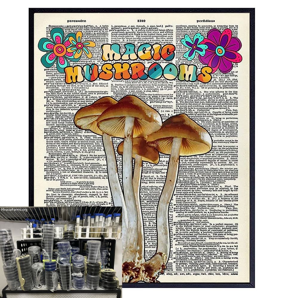 qPDRWUZEL UF QL Golden Teacher Psilocybe cubensis Psychedelic mushroom Golden cap mushroom Psilocybin Psilocin spores