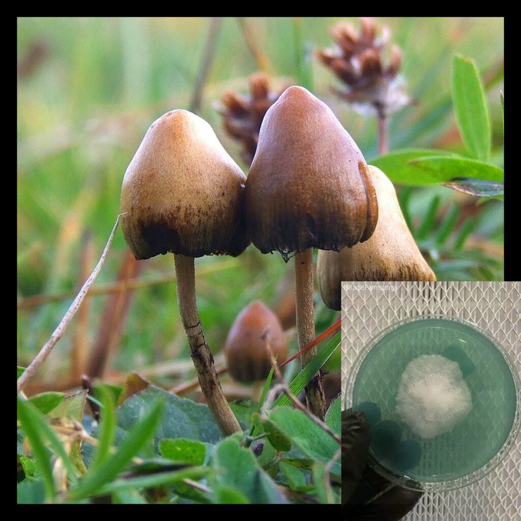 px Psilocybe semilanceata worlds strongest mahic mushroom Psilocybe azurescens is a species of psychedelic mushroom that contains the compounds psilocybin and psilocin sold here today