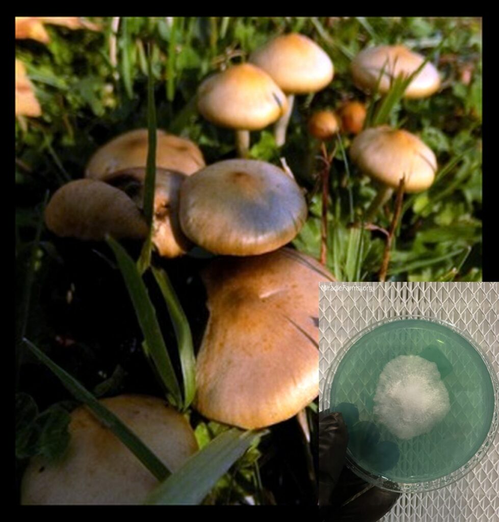 worlds strongest mahic mushroom Psilocybe azurescens is a species of psychedelic mushroom that contains the compounds psilocybin and psilocin sold here today